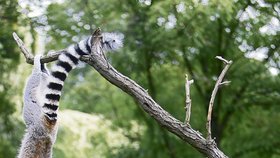 František Šusta během cvičení lemurů odměňuje Bílého ocáska i Fantomase rozinkami. Všechny cviky vycházejí z běžného pohybu zvířat v přírodě.