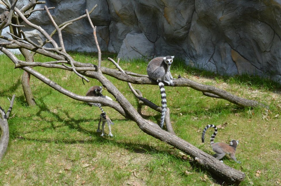 Skupina lemurů baví návštěvníky hned u vstupu do olomoucké zoo