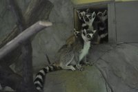 V olomoucké zoo se radují: Narodila se jim dvě mláďata ohrožených lemurů