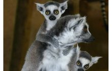 Zoo plná lemurů: Samice rodí jak o závod!