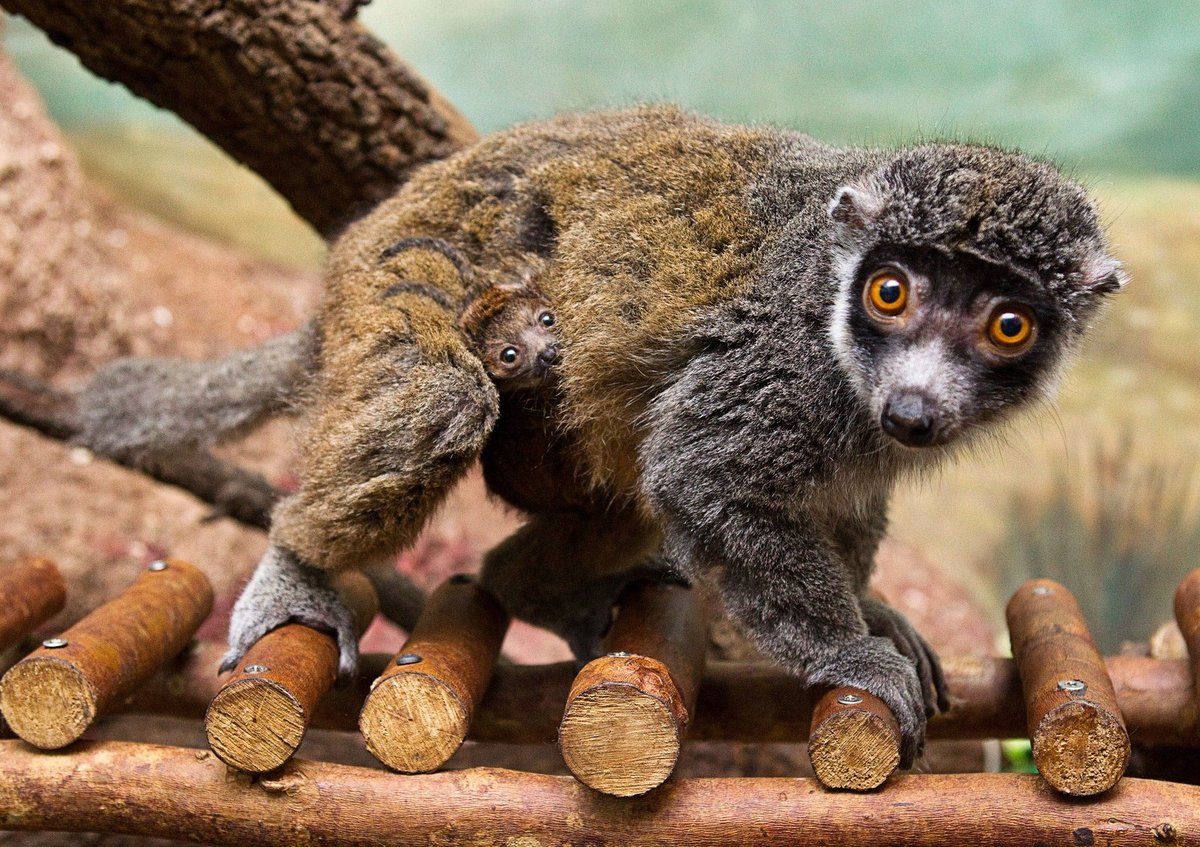 Kolik je tady lemurů? Když se pořádně podíváte, uvidíte na snímku dva lemury. Maminka si v husté srsti podbřišku stěhuje své mládě. A to jen vykukuje a ani nedutá.