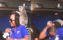 Moderátorka se ztrapnila před kamerou: Hravý lemur jí sebral paruku