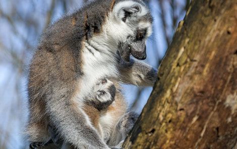 Malý se matky drží  jako klíště, nespadne, ani když s ním skáče po stromech.