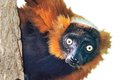 Kriticky ohrožený opylovač lemur červený (Varecia rubra)