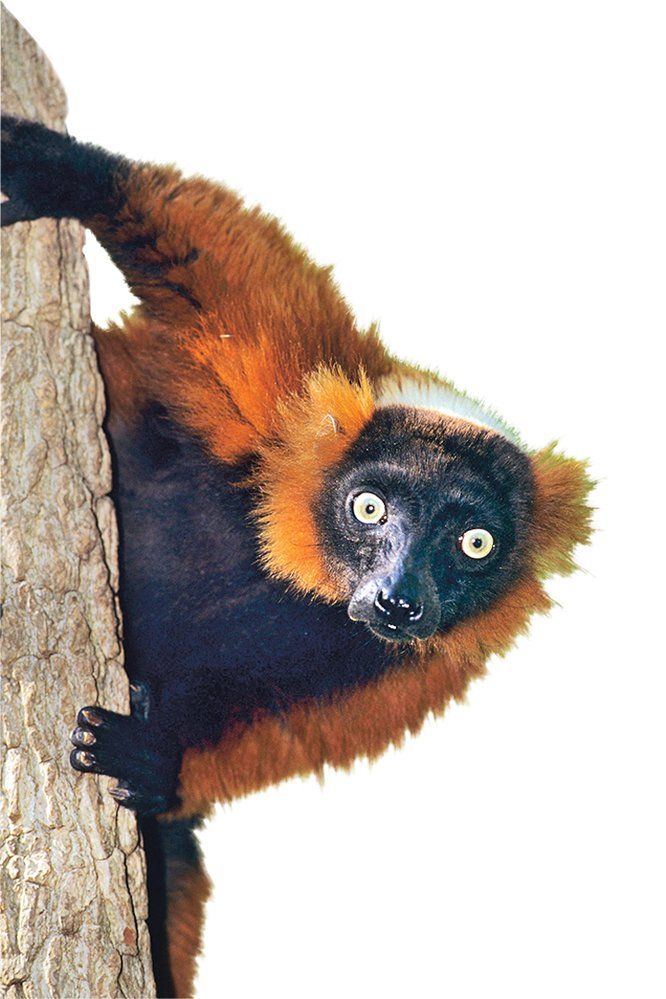 Kriticky ohrožený opylovač lemur červený (Varecia rubra)