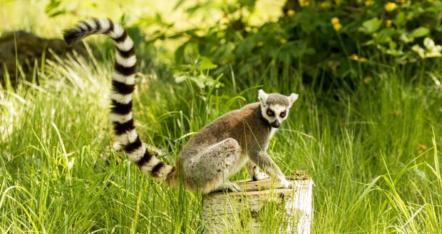 Lemur kata prchnul ve středu večer z ostravské zoo. Lemur kata prchnul ve středu večer z ostravské zoo.