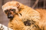 V Ostravě se narodil vzácný lemur.