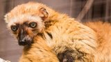 Cenný přírůstek: V Ostravě se narodil téměř vyhynulý modrooký lemur