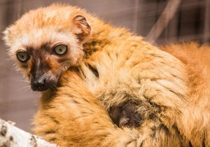 V Ostravě se narodil vzácný lemur.