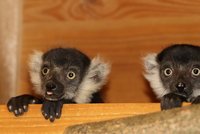 Lemuří babyboom v plzeňské zoo: Hned dvakrát přivedli na svět dvojčata