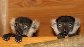 Dvojčata lemura vari bělopásého v plzeňské zoo.