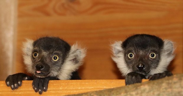 Dvojčata lemura vari bělopásého v plzeňské zoo.