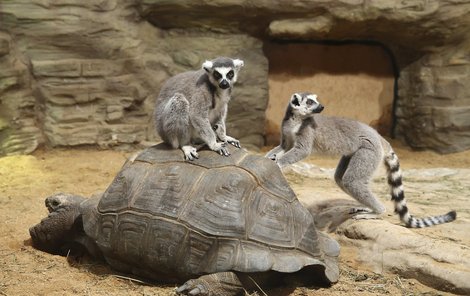 Párek lemurů využívá želv obrovských jako zootaxi.