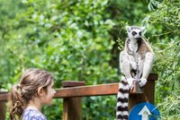 Poddaní krále Jelimána mají svůj lemuří ráj v Ostravě: Procházet se mezi nimi můžete hodinu denně