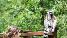 Na lemury se nově v ostravské zoo můžete podívat opravdu zblízka.