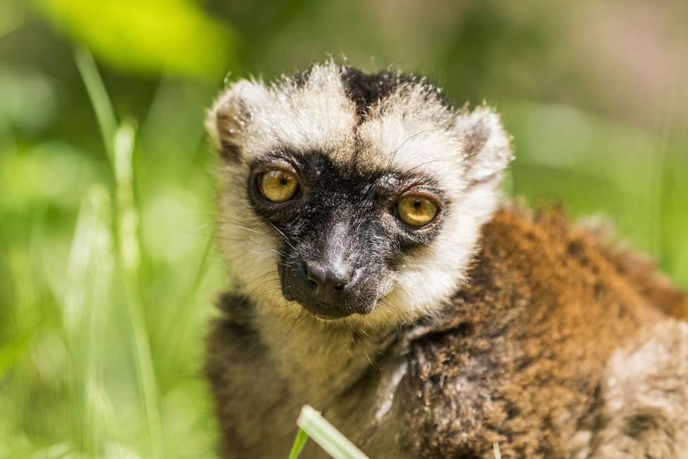 Lemur běločelý