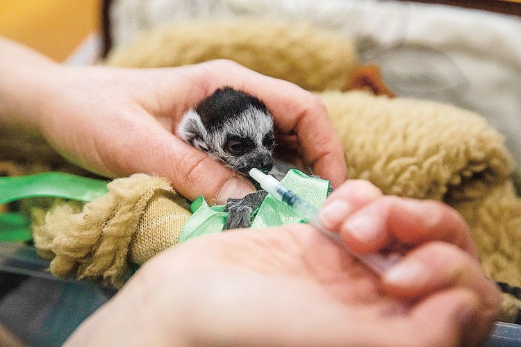 Samice lemura Maya z kyjevské zoo ve stresu málem zabila své novorozené mládě. Dostalo jméno po tureckých dronech chránících Ukrajinu Bayraktar