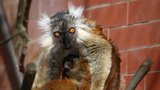 Brněnská zoo hlásí přírůstek: Jeníkovi a Magdalénce se narodil lemur!