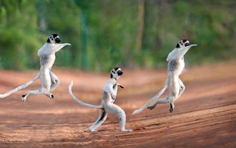 Chůze lemurů připomíná tanec.