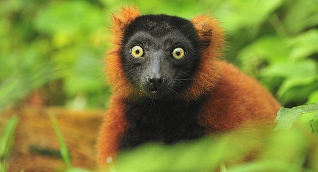 Nejezte lemury! Ohrožení primáti Madagaskaru