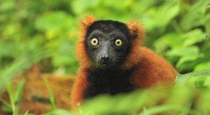 Nejezte lemury! Ohrožení primáti Madagaskaru