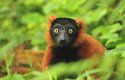 Vari červený (Varecia rubra) žije pouze v jediné malé oblasti severozápadního Madagaskaru