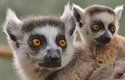 Lemur s chutí slupne i jedovatou mnohonožku