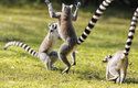 Lemur kata (Lemur catta) patří k větším druhům lemurů, měří téměř půl metru a váží přes 2 kg
