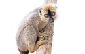 Lemur rudočelý měří bez ocasu necelého půl metru a váží přes 2 kg