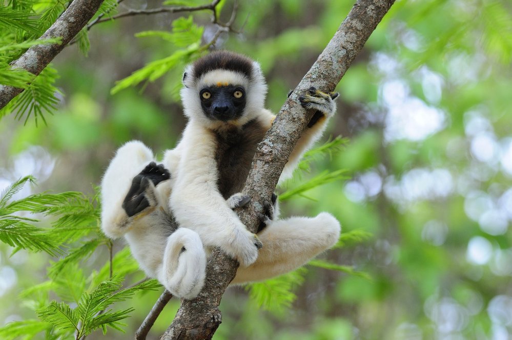 Kolik těch lemurů dneska vlastně žije?