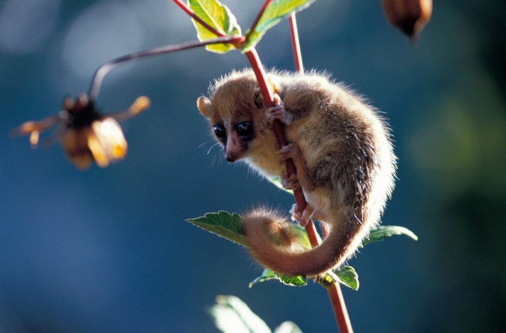 Kolik těch lemurů dneska vlastně žije?