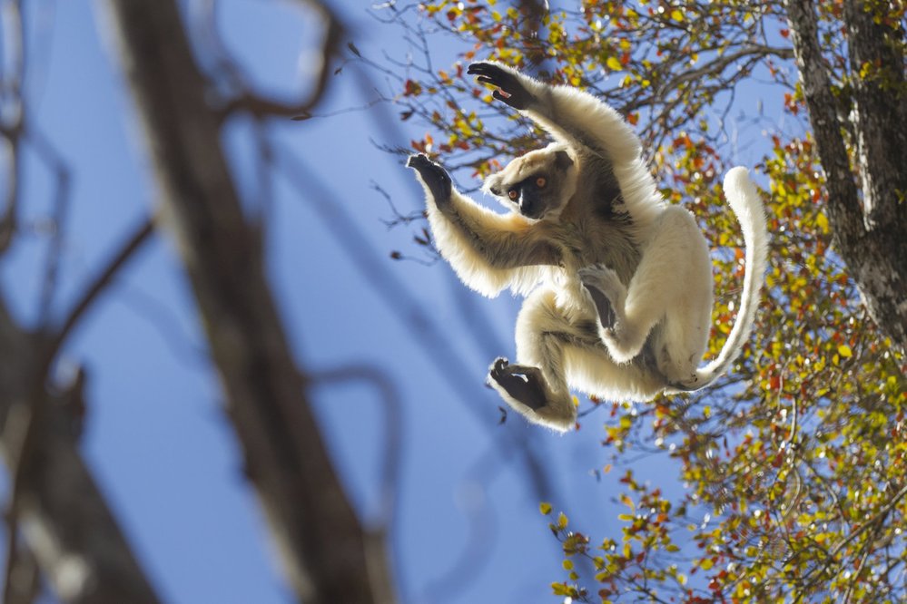 Sifaka Tattersallův (Propithecus tatter - salli) obývá jen několik zbytků lesů