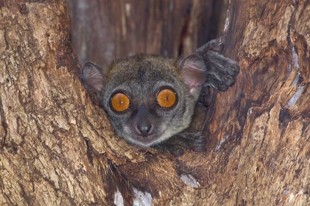 Lemurů severních (Lepilemur septentrionalis) zbývá v přírodě posledních asi 50 jedinců