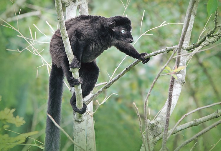 O životě lemura Sclaterova (Eulemur flavifrons) se moc neví, jen to, že zbývá asi 1000 jedinců