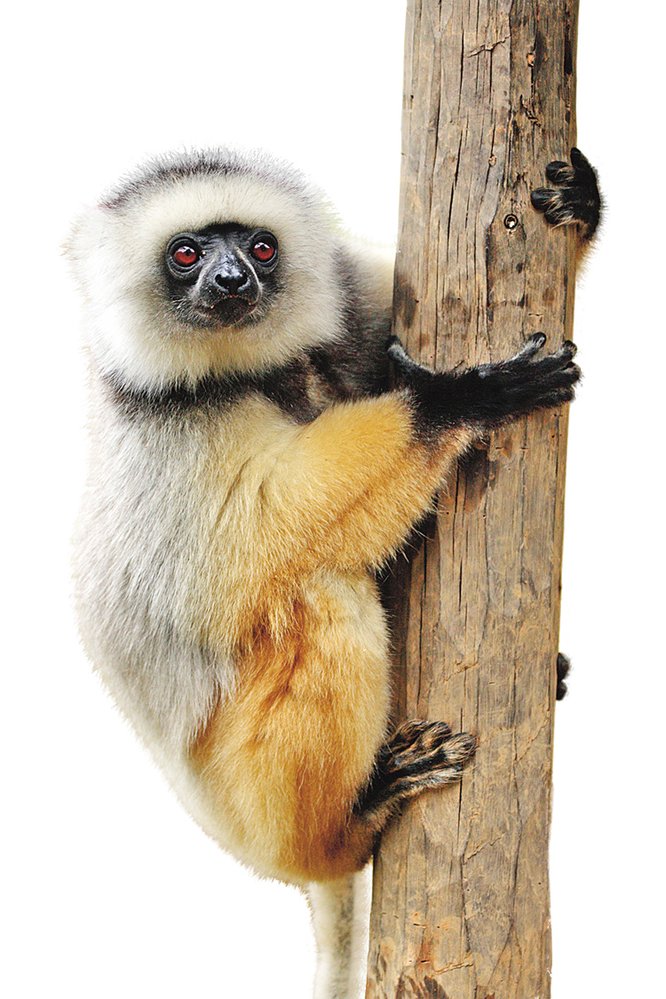 Oblíbenou kořistí lovců je sifaka velký (Propi-thecus diadema), v přírodě jich přežívá 6–10 tisíc