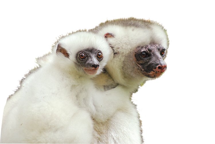 Lemura bílého (Propithecus candidus) nechová žádná zoo, v přírodě žije sotva  250 dospělých jedinců