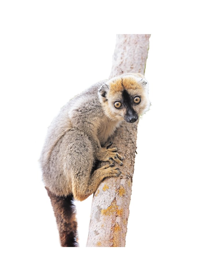 Lemur rudočelý měří bez ocasu necelého půl metru a váží přes 2 kg