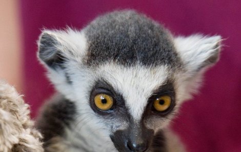 Roční lemur si zlomil nožičku, teď ji má v sádře.