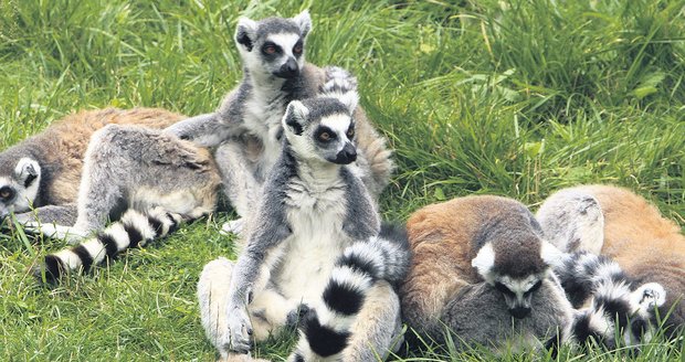 Lemuří dovádění si návštěvníci zoo i fotili