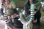 Lemur Kata v jihlavské zoo