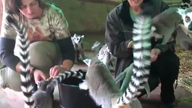 Lemur Kata v jihlavské zoo