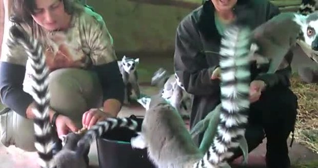 Překvapení v zoo: Obětavá lemuří máma si adoptovala mládě navíc
