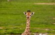 Žirafí chlapeček se jmenuje Roman.