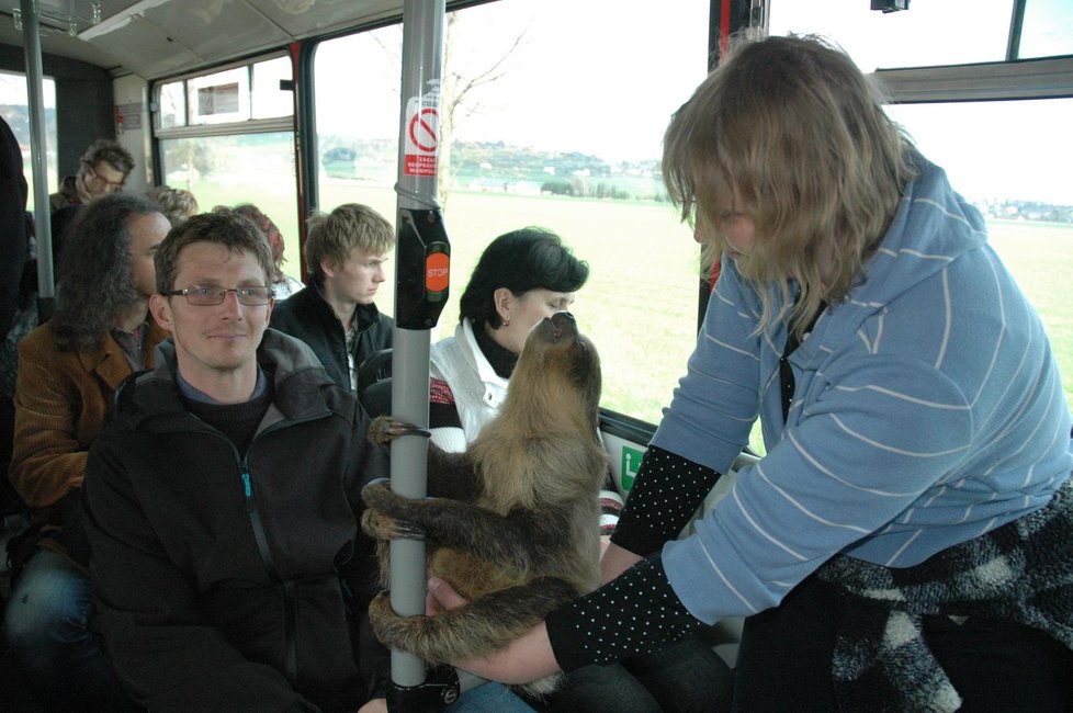 Do práce jezdí lenochod autobusem, cestující už si na něj zvykli