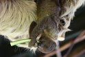 Svět vzhůru nohama objevuje a ochutnává tříměsíční mládě lenochoda v Zoo Jihlava. Zatímco mu máma kryje záda, prcek jí občas šlohne zajímavý kousek z misky a soustředěně ho cumlá.