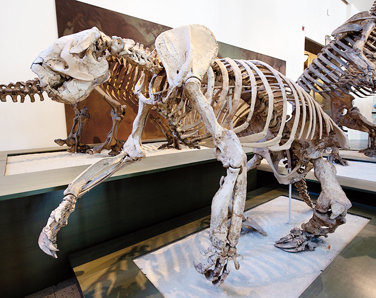 Megalonyx žil v Severní Americe ještě před 15 tisíci lety