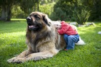 10 psích obrů: Kynoložka prozradila, kdo je dobrák a kdo hlídač. A kolik stojí velký pes?