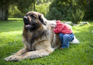Leonberger