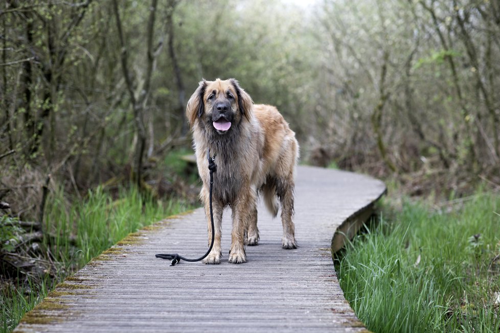 Leonberger