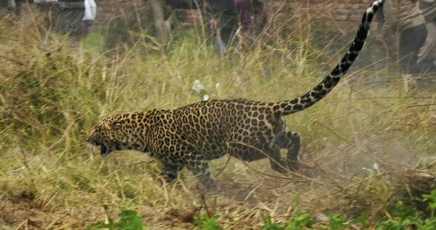 Leopard napadl malého chlapce (†4): Dítě útok nepřežilo